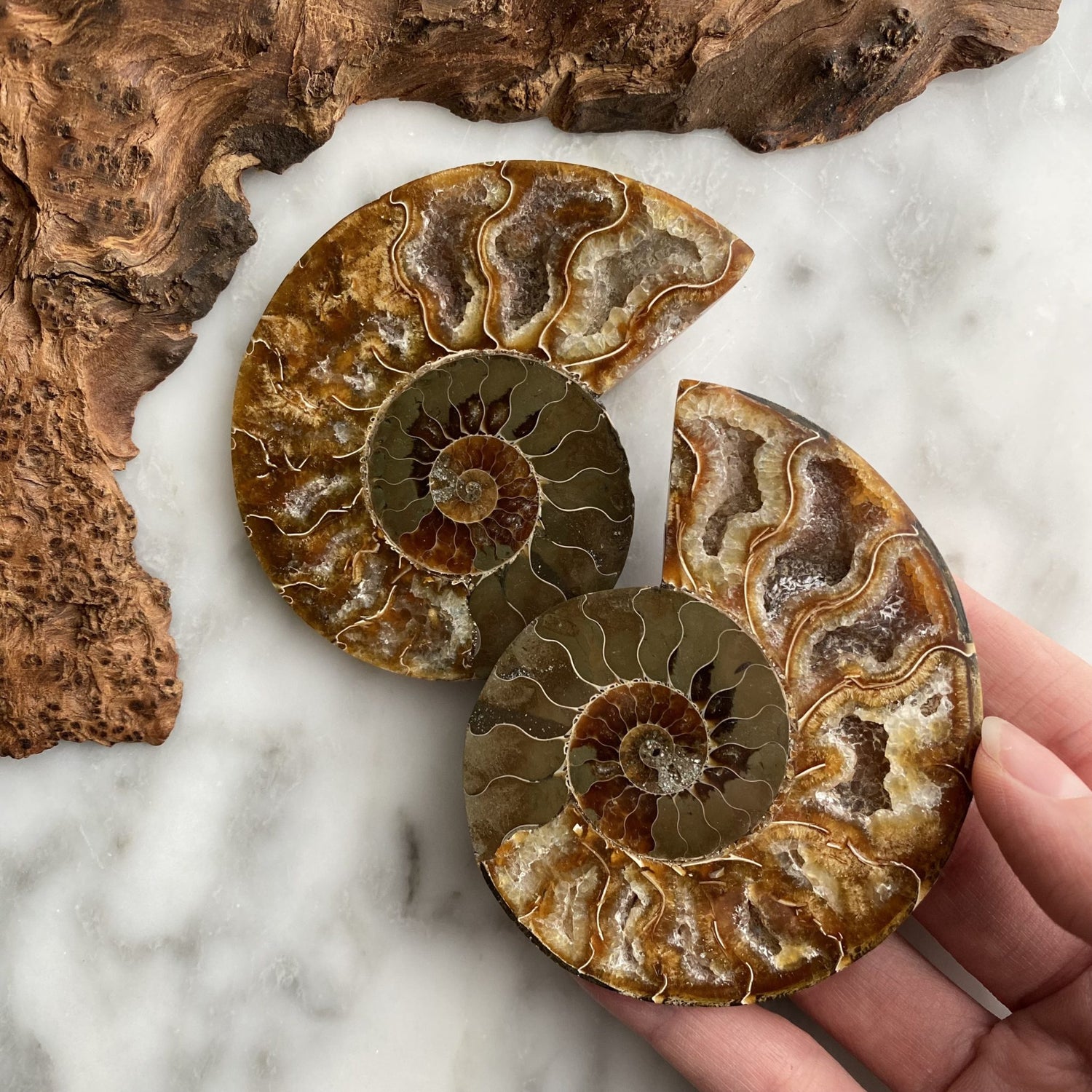 Ammonite