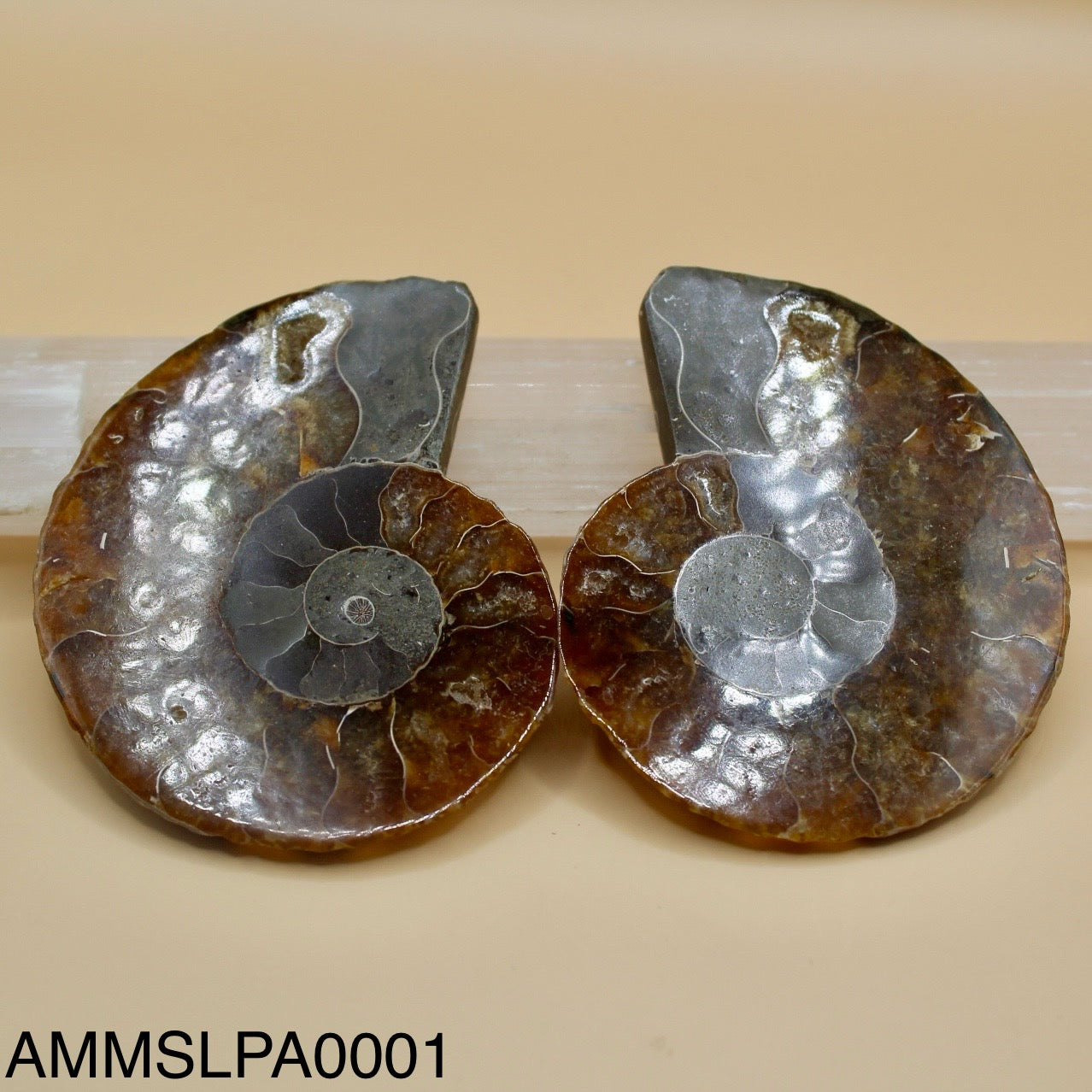 Ammonite Slice Pair