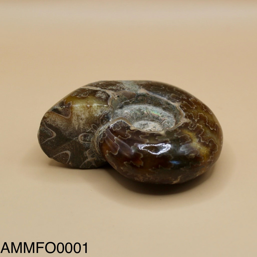 Ammonite Fossil