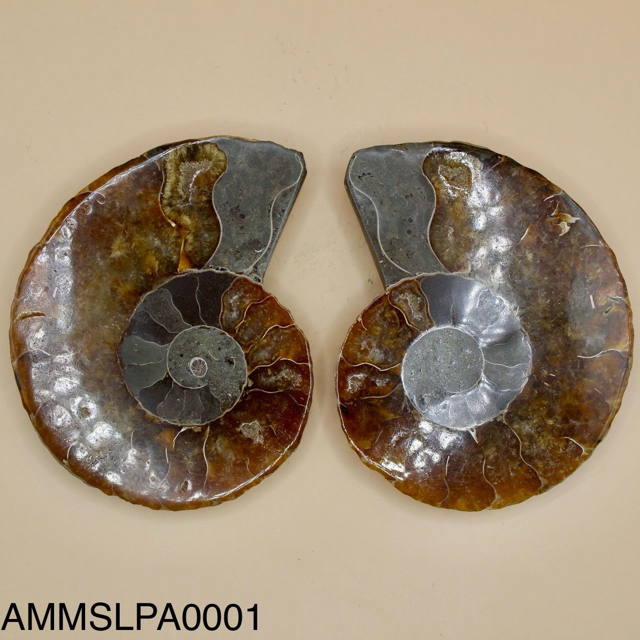 Ammonite Slice Pair