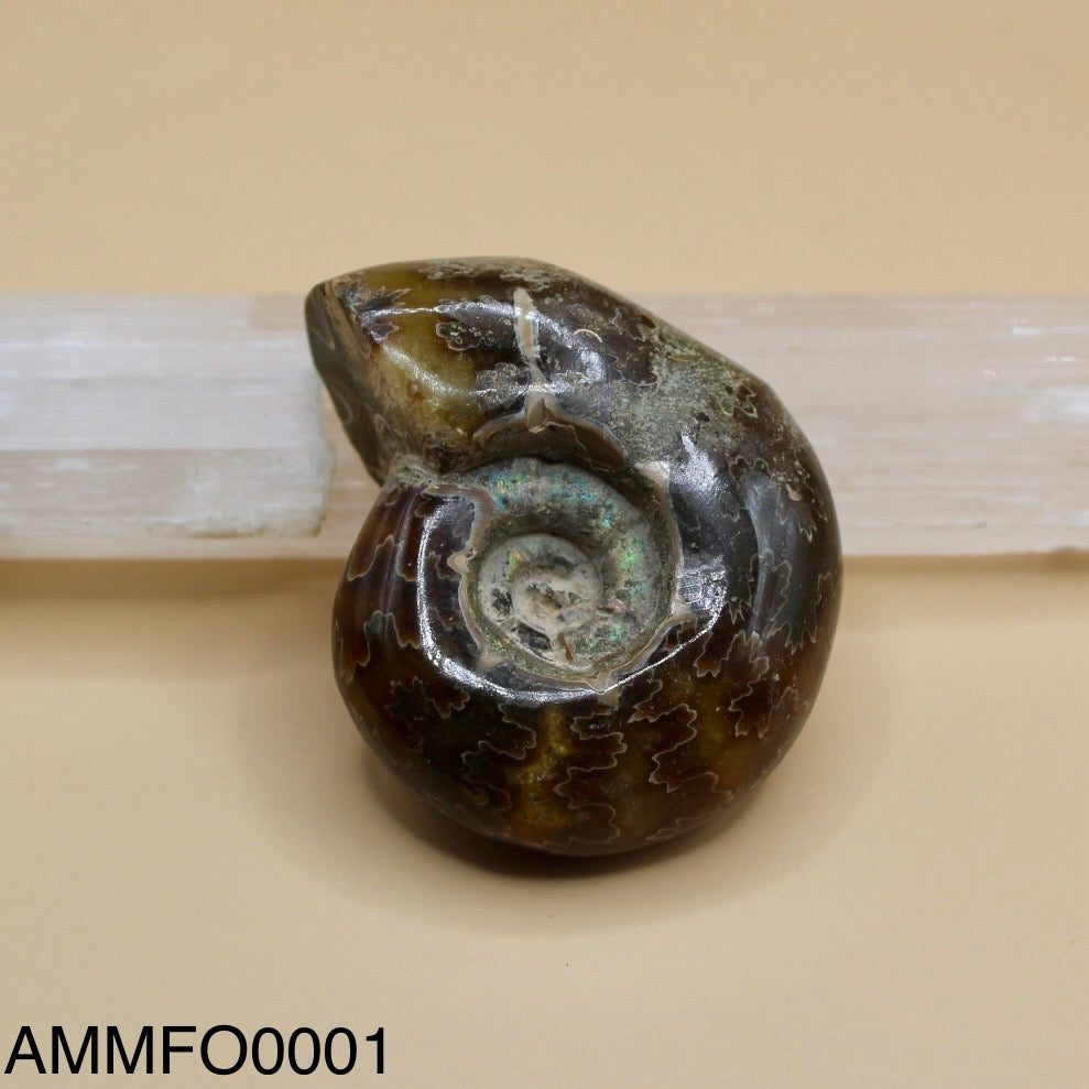 Ammonite Fossil