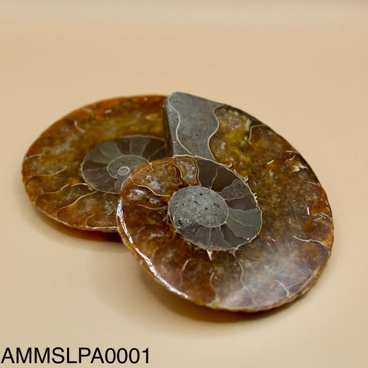 Ammonite Slice Pair